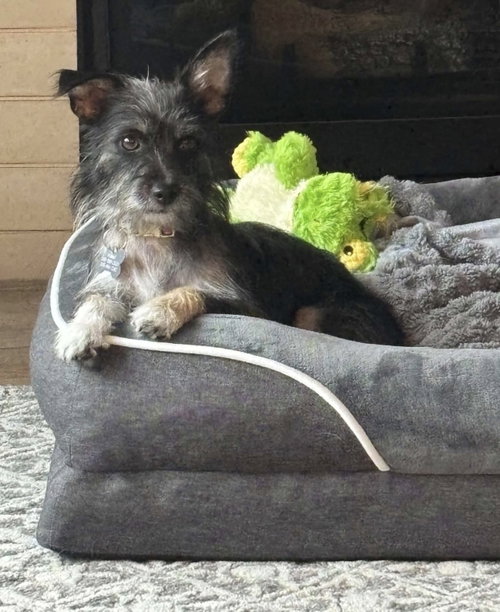 Photo 2 of Pepper