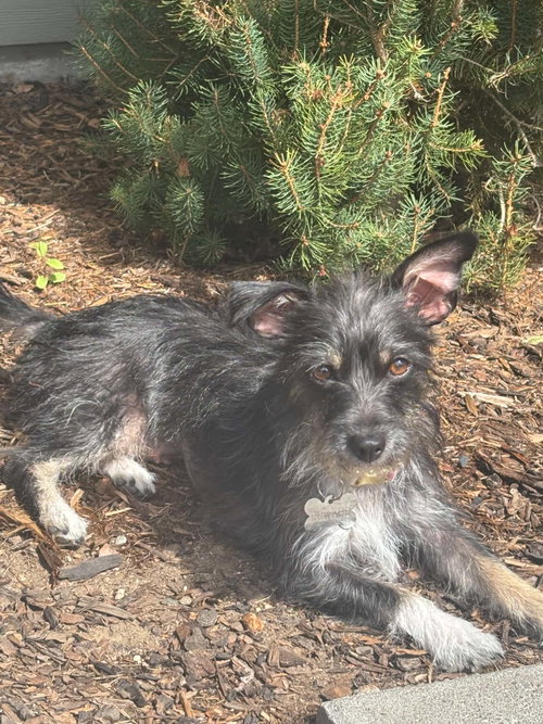 Photo 3 of Pepper