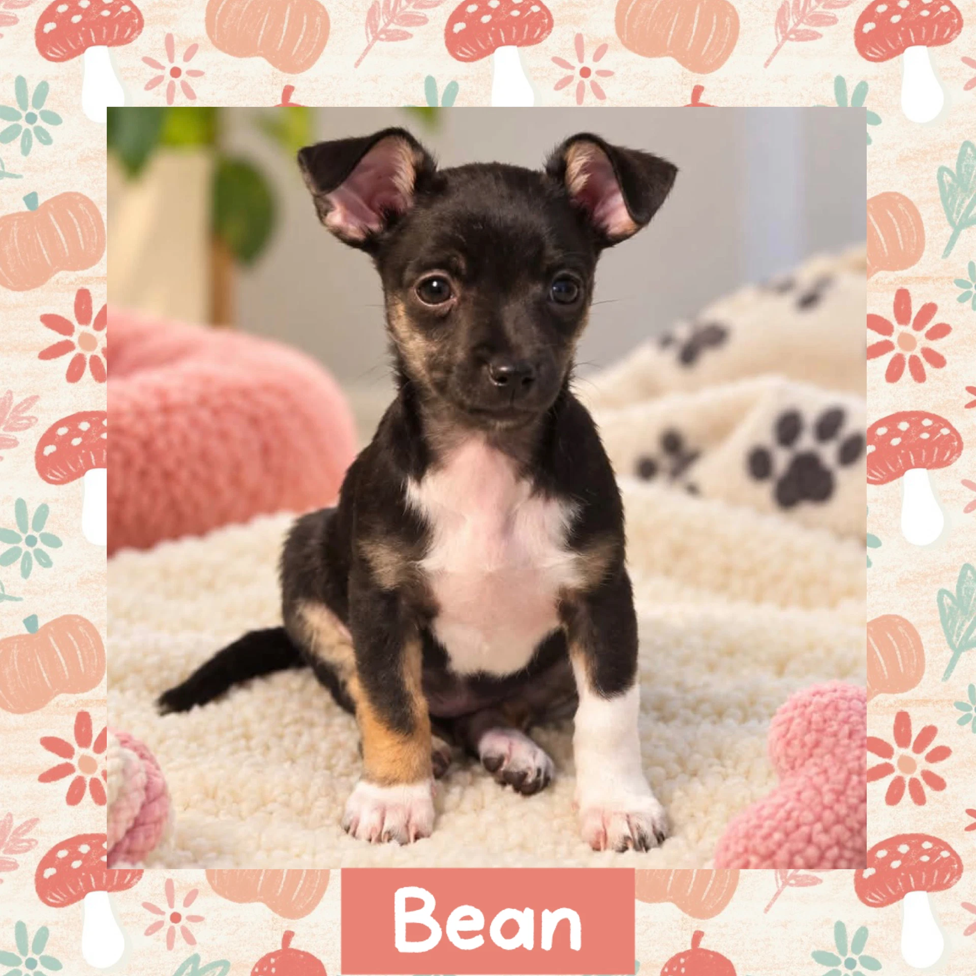 Bean
