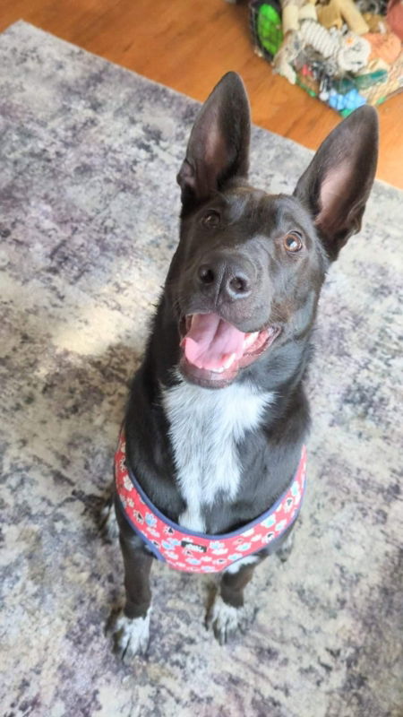 Dog for Adoption - Perla - Little Mermaids, a Shepherd in Muskegon ...