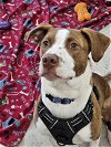 adoptable Dog in gr, MI named Jeremiah - Frogs