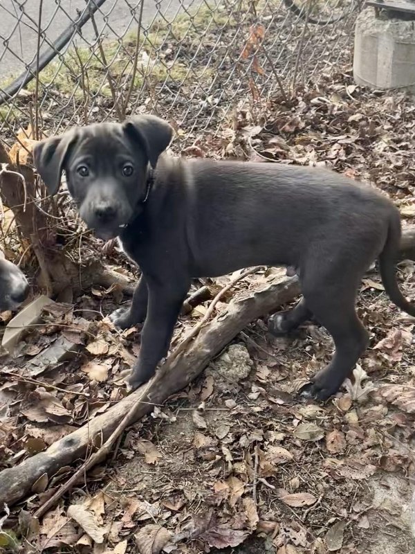 adoptable Dog in GR, MI named Yukon - Misfit Toys