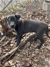 adoptable Dog in  named Yukon - Misfit Toys