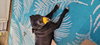 Bunny - Momma - Photo 3
