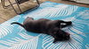 Bunny - Momma - Photo 4