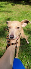 adoptable Dog in GR, MI named Split Pea - Mom to Peas Pups