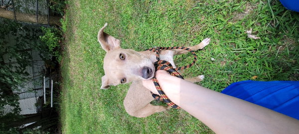 Split Pea - Mom to Peas Pups