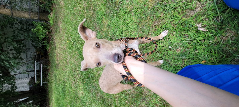 Split Pea - Mom to Peas Pups