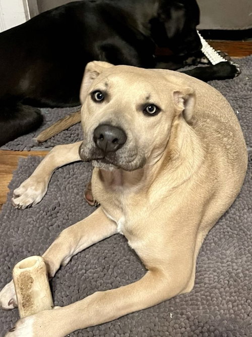 picture of the dog needing adoption