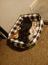 Agatha - Photo 6