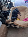 Agatha - Photo 7