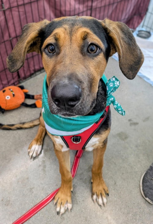 AGATHA - Shepherd / Hound available for adoption