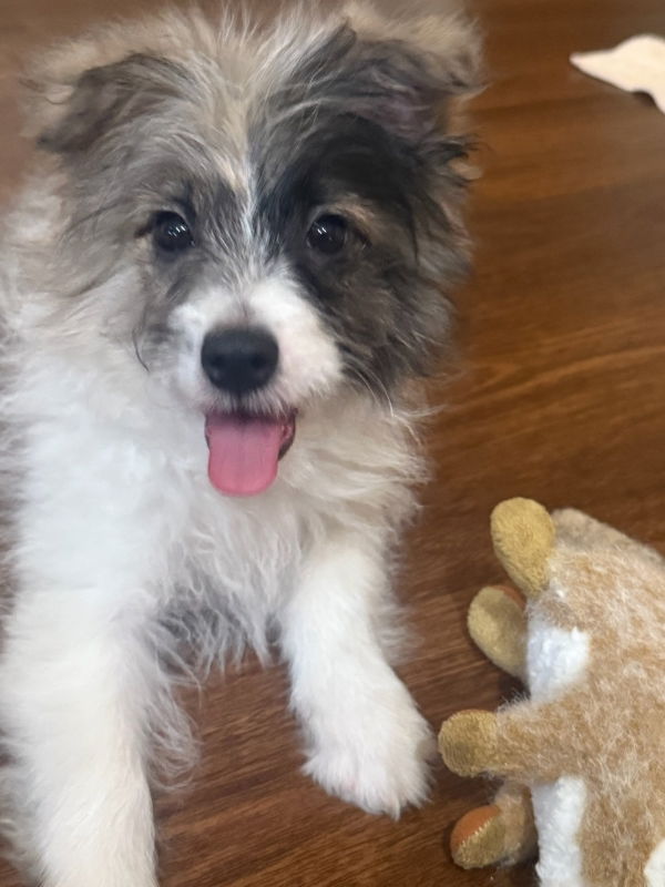 adoptable Dog in GR, MI named Amazon
