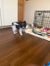 adoptable Dog in  named Prime