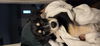 adoptable Dog in  named Evinrude -The Rescuers