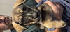 adoptable Dog in  named Orville - The Rescuers