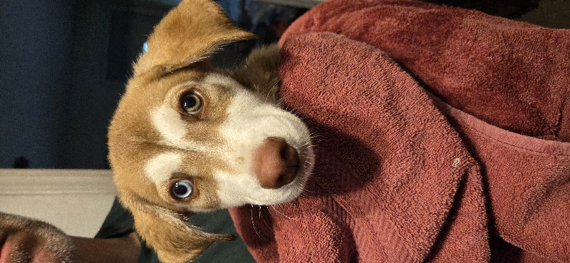 adoptable Dog in GR, MI named Miss Bianca - The Rescuers