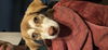 adoptable Dog in  named Miss Bianca - The Rescuers