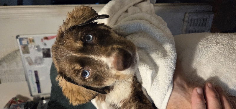 adoptable Dog in GR, MI named Ellie Mae - The Rescuers