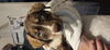 adoptable Dog in  named Ellie Mae - The Rescuers