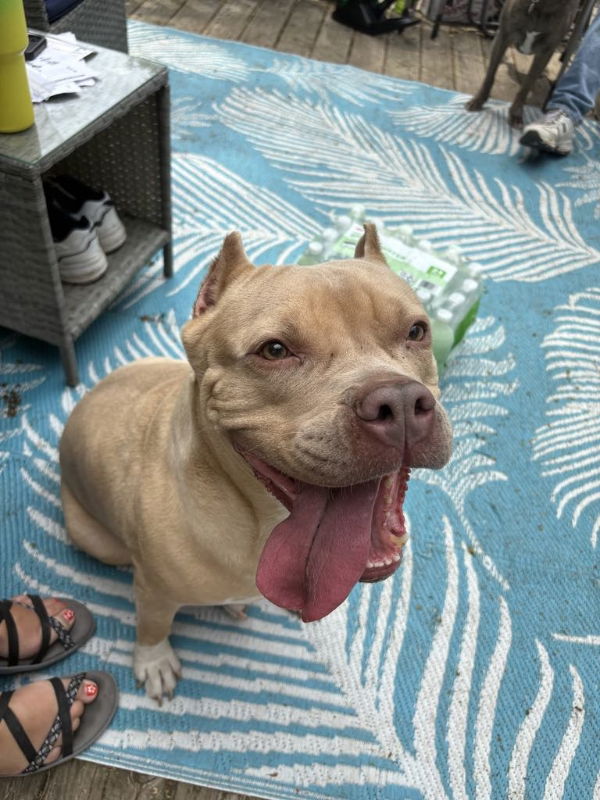 adoptable Dog in GR, MI named Mary - Momma