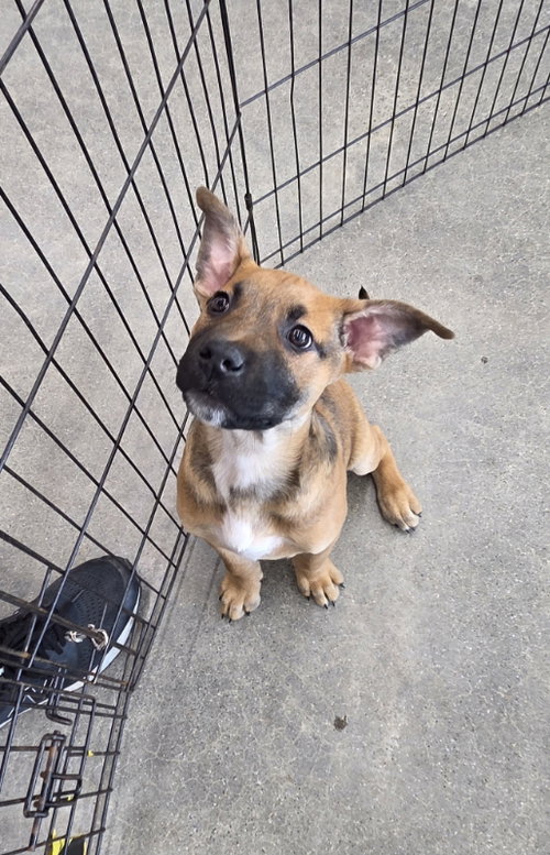 picture of the dog needing adoption