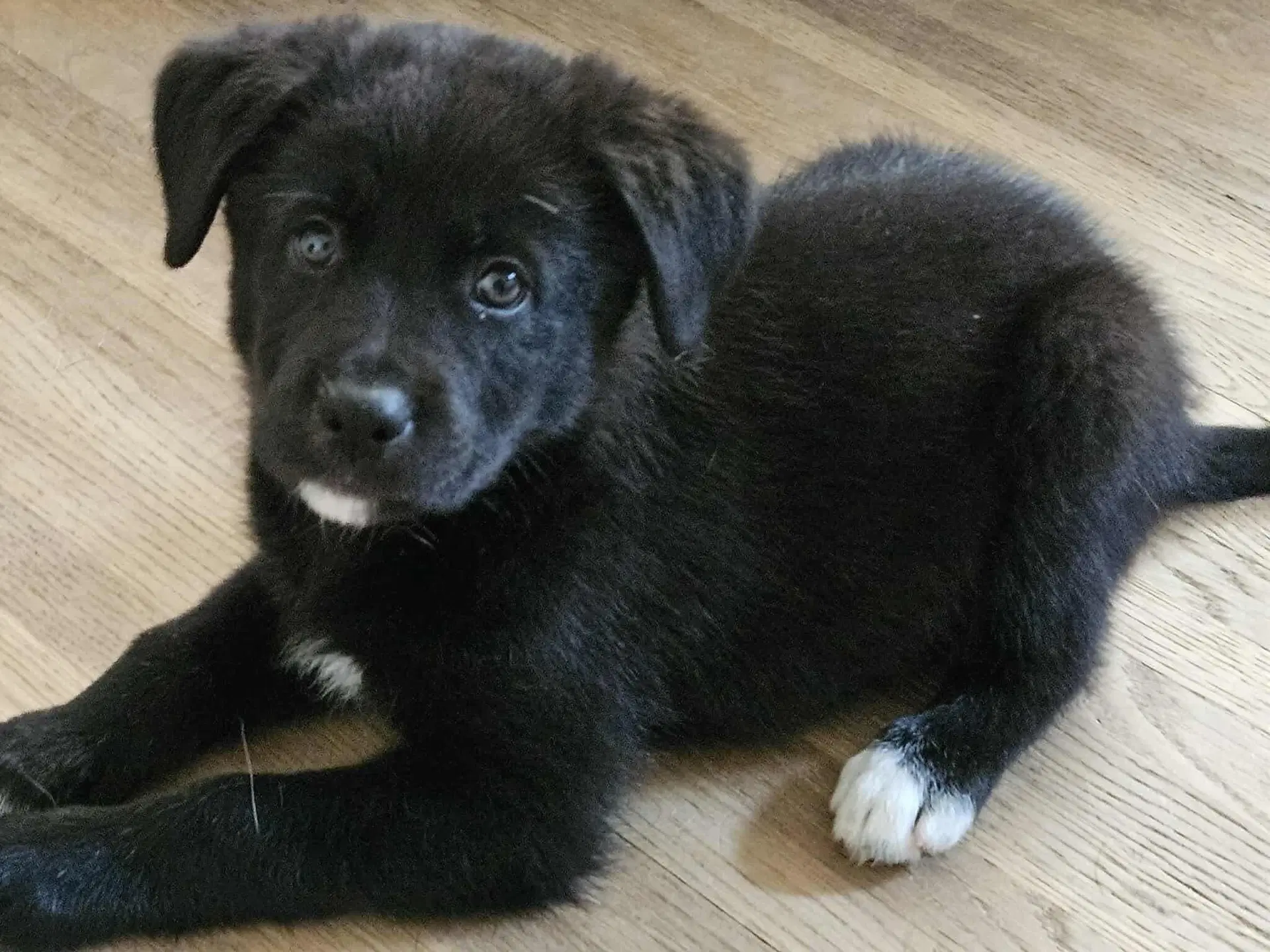 Flynn - Anniversary - Newfoundland/Bernese Mountain Dog