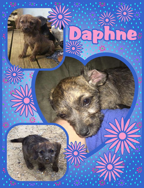 Daphne