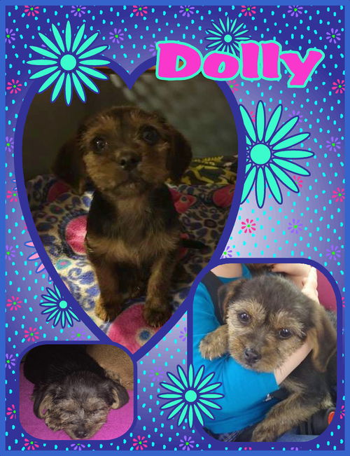 Dolly