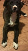 Frank (Apollo)