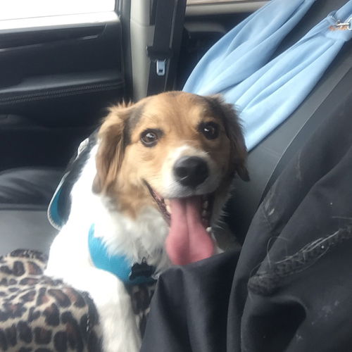 Copper (Nashville) (Nash)