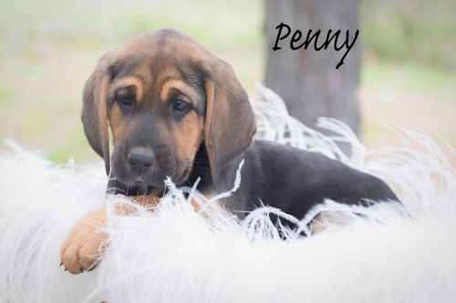 Penny