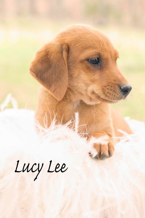 Lucy Lee