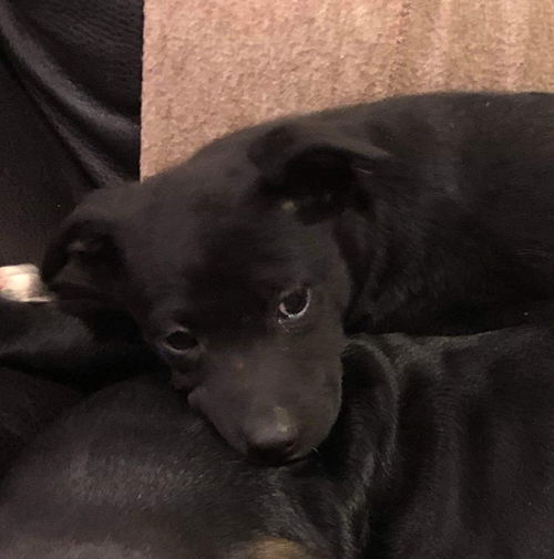 Cora (Karma Puppy 3)