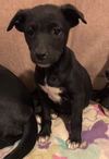 Cora (Karma Puppy 3)