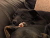 Cora (Karma Puppy 3)