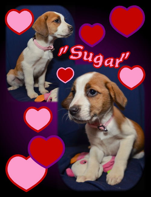 Sugar (Light pink collar)