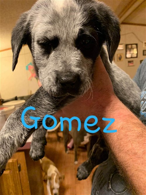 Gomez (Healer Lab Pit Puppy)