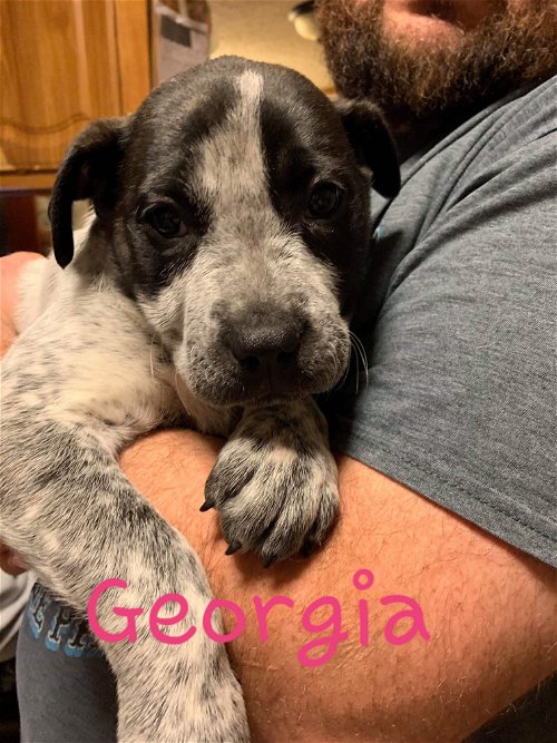 Georgia (Healer Lab Pit Puppy)