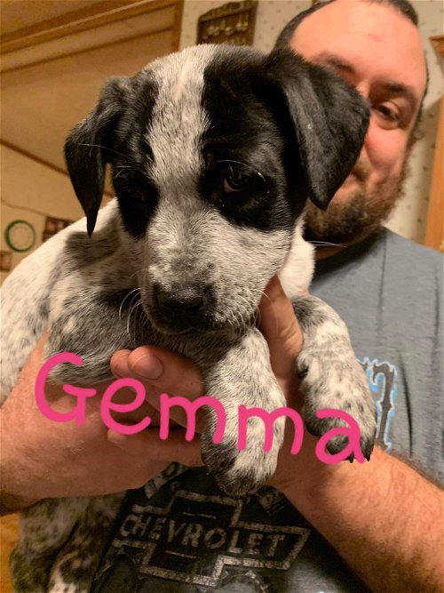 Gemma (Healer Lab Pit Puppy)