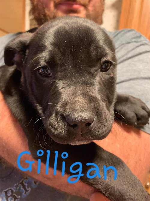 Gilligan (Healer Lab Pit Puppy)