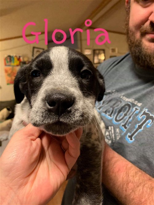 Gloria (Healer Lab Pit Puppy)