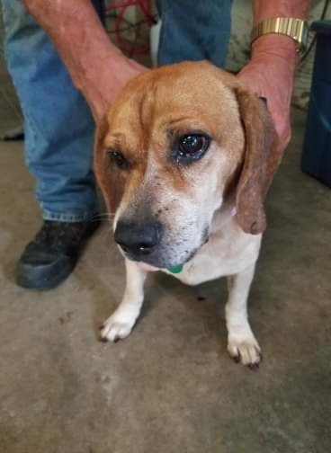 Beagles in the Piedmont MO City Pound