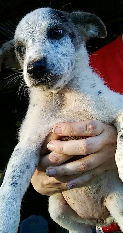 Freckles (Black spots on light gray)