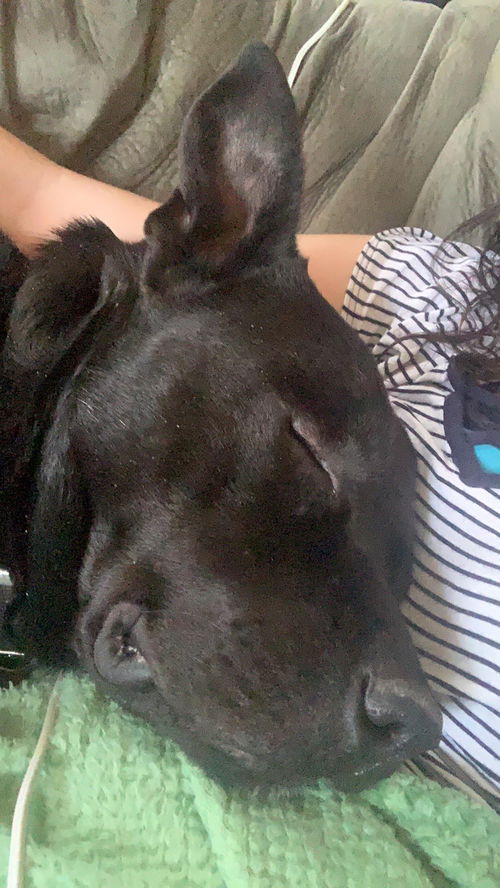 Cujo (Ralph)