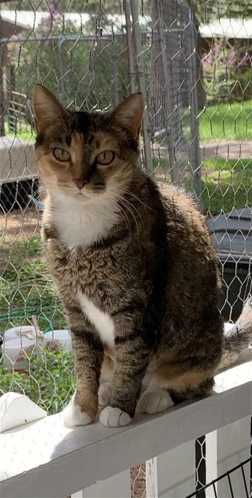Beatrice (Dilute Calico Tabby Female)