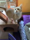 Tigger (Azlan-Peach & Wht Kitten)