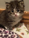 Storm (Fudge Swirl Kitten #2)