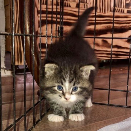 Storm (Fudge Swirl Kitten #2)