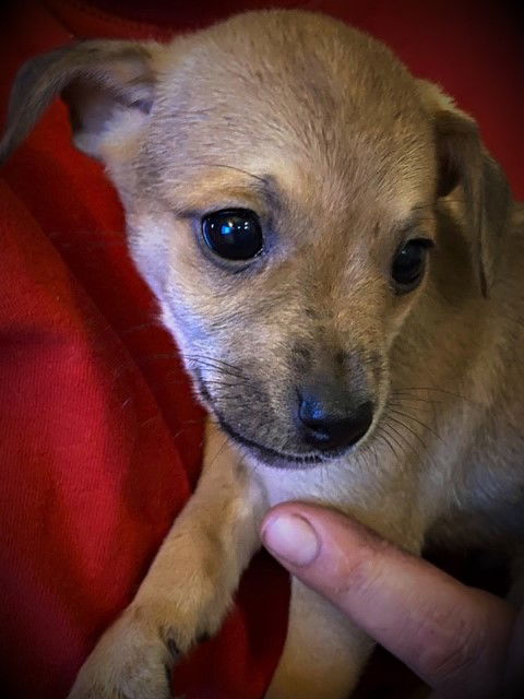 Opie (Tan (small) Min-Pin/Chi Puppy 2)